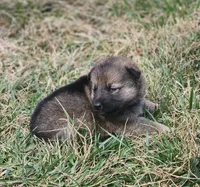 Shepherd Husky FEMALE 4, a female German Shepherd Dog and Siberian Husky for sale in Cumberland, MD – Photo 2 of 3