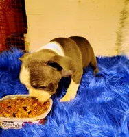 FRIAR TUCK, a male Frenchton for sale in Cumberland, MD – 5 of 8