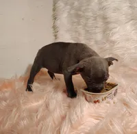 ESMERELDA, a female Frenchton for sale in Cumberland, MD – 8 of 9