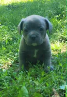 LIL BOY 1, a male Frenchton for sale in Cumberland, MD – 2 of 10
