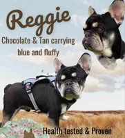 Undeniably Handsome, a male French Bulldog for sale in Cumberland, MD – 9 of 10