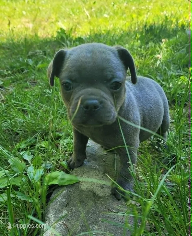 LIL GIRL 3 – French Bulldog puppy for sale in Cumberland, MD