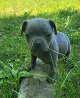 LIL GIRL 3, a female Frenchton for sale in Cumberland, MD – 1 of 8