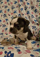 Undeniably Handsome, a male French Bulldog for sale in Cumberland, MD – 9 of 10