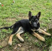 LOVER GIRL, a female German Shepherd Dog for sale in Cumberland, MD – 3 of 10