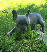 LIL GIRL 1, a female Frenchton for sale in Cumberland, MD – 4 of 10