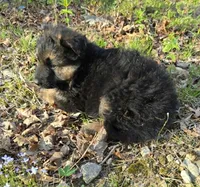 BOY 1, a male German Shepherd Dog for sale in Cumberland, MD – Photo 4 of 6