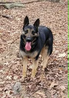 BOY 1, a male German Shepherd Dog for sale in Cumberland, MD – Photo 5 of 6