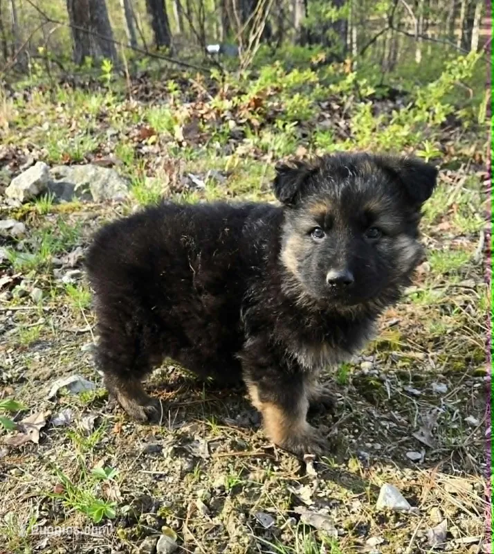 BOY 1 – German Shepherd Dog puppy for sale in Cumberland, MD