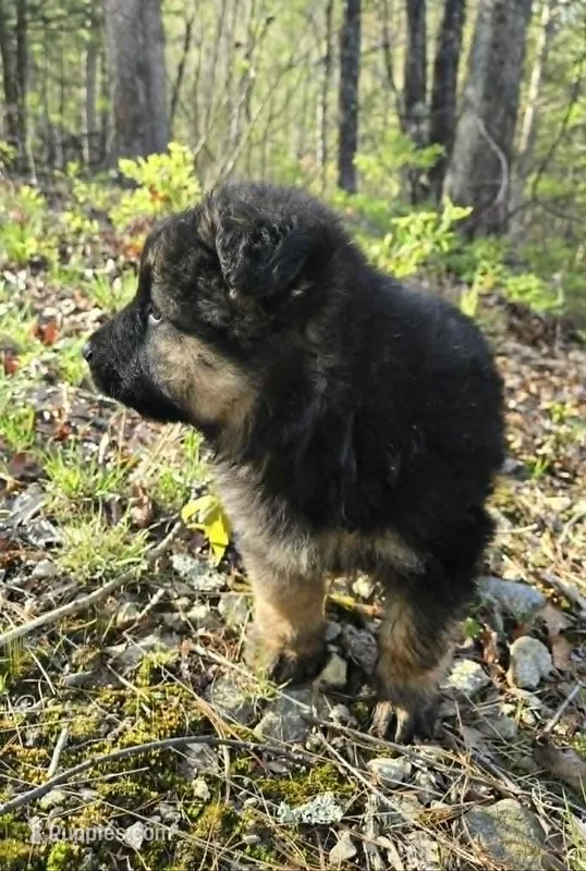 BOY 1 – German Shepherd Dog puppy for sale in Cumberland, MD