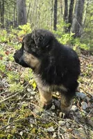 BOY 1, a male German Shepherd Dog for sale in Cumberland, MD – Photo 2 of 6