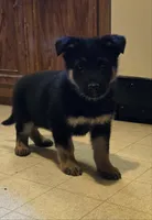 BOY 1, a male German Shepherd Dog for sale in Cumberland, MD – Photo 2 of 4
