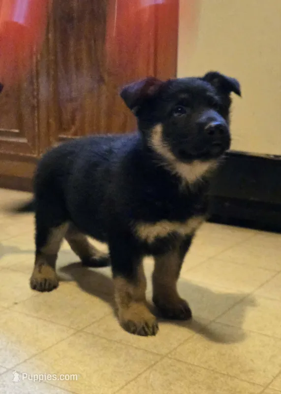 BOY 1 – German Shepherd Dog puppy for sale in Cumberland, MD