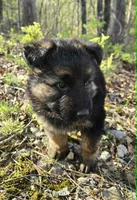 BOY 1, a male German Shepherd Dog for sale in Cumberland, MD – Photo 3 of 6