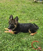 Cotton , a female German Shepherd Dog for sale in Cumberland, MD – 3 of 10