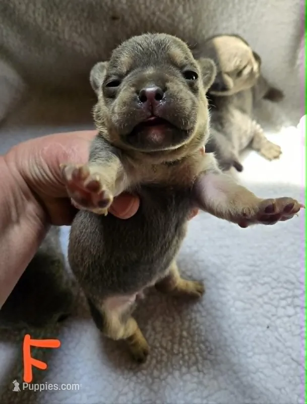 COMING SOON :) – French Bulldog puppy for sale in Cumberland, MD