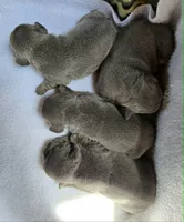 COMING SOON :), a  French Bulldog for sale in Cumberland, MD – Photo 2 of 4