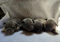 COMING SOON :), a  French Bulldog for sale in Cumberland, MD – Photo 4 of 4