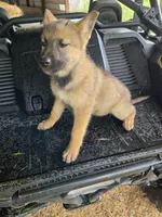 FEISTY, a female German Shepherd Dog and Siberian Husky for sale in Cumberland, MD – Photo 1 of 4