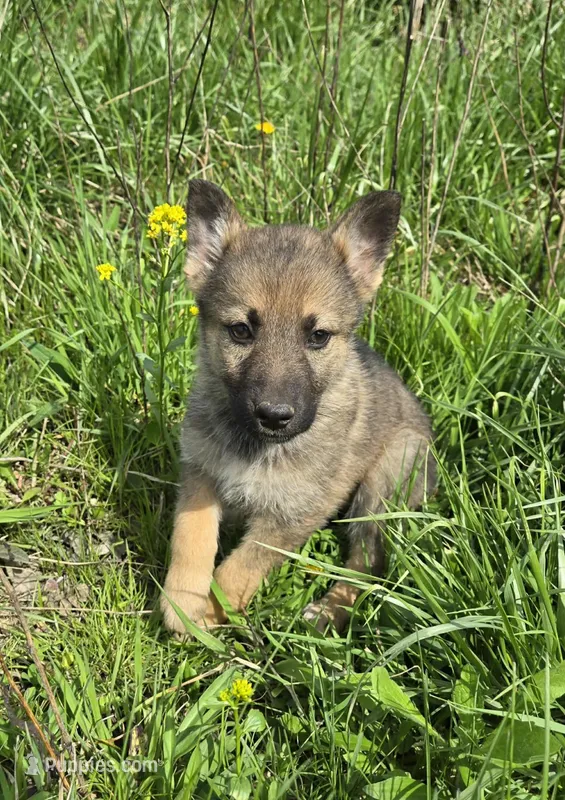 Shepherd Husky – German Shepherd Dog, Siberian Husky puppy for sale in Cumberland, MD