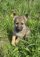 Shepherd Husky, a female German Shepherd Dog and Siberian Husky for sale in Cumberland, MD – Photo 1 of 3