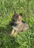 Shepherd Husky, a female German Shepherd Dog and Siberian Husky for sale in Cumberland, MD – Photo 2 of 3
