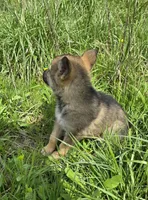 Shepherd Husky, a female German Shepherd Dog and Siberian Husky for sale in Cumberland, MD – Photo 3 of 3