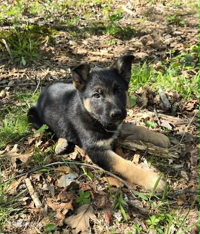 GIRL 2 – German Shepherd Dog puppy for sale in Cumberland, MD