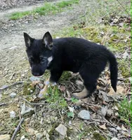 GIRL 2, a female German Shepherd Dog for sale in Cumberland, MD – Photo 3 of 5