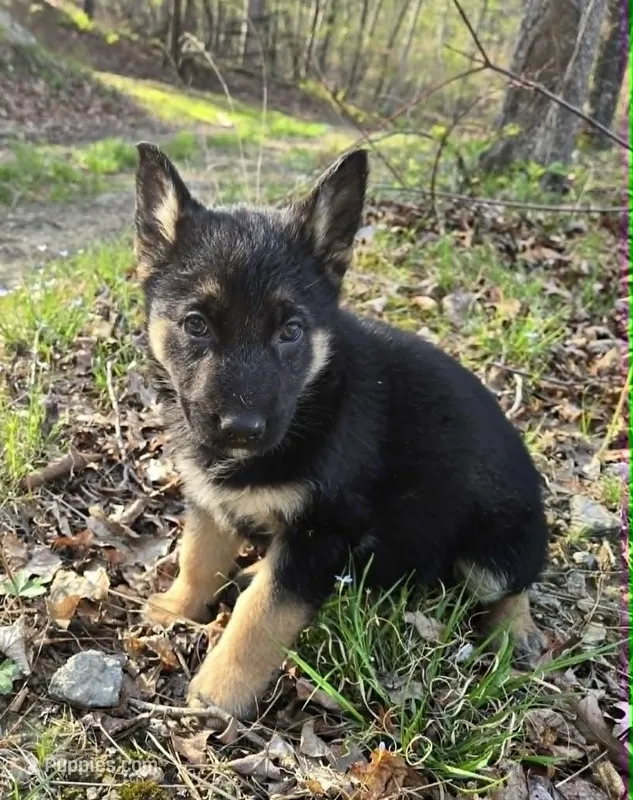 GIRL 2 – German Shepherd Dog puppy for sale in Cumberland, MD