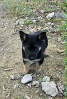 GIRL 2, a female German Shepherd Dog for sale in Cumberland, MD – Photo 2 of 5