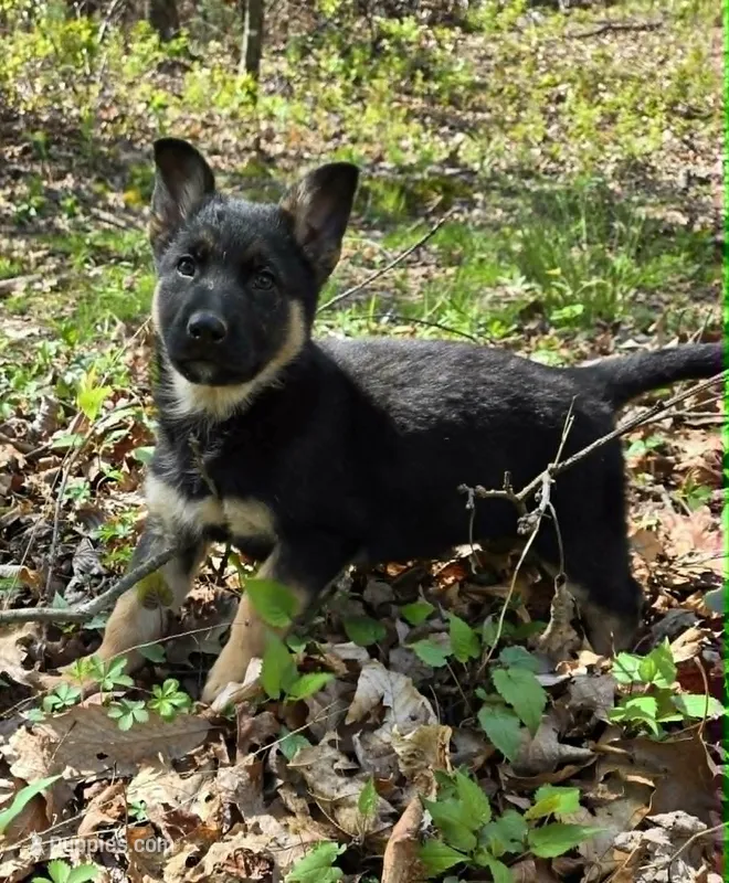 GIRL 2 – German Shepherd Dog puppy for sale in Cumberland, MD