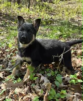 LOVER GIRL, a female German Shepherd Dog for sale in Cumberland, MD – 7 of 10