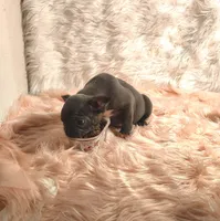 ESMERELDA, a female Frenchton for sale in Cumberland, MD – 2 of 9