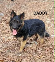 Magnum, a male German Shepherd Dog for sale in Cumberland, MD – 3 of 4