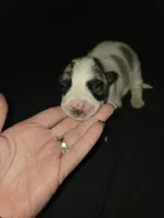 FEMALE 1, a female German Shepherd Dog and Great Pyrenees for sale in Cumberland, MD – 3 of 3