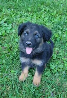 Big Boy 1, a male German Shepherd Dog for sale in Cumberland, MD – 3 of 7