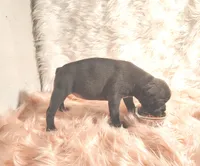 ESMERELDA, a female Frenchton for sale in Cumberland, MD – 7 of 9