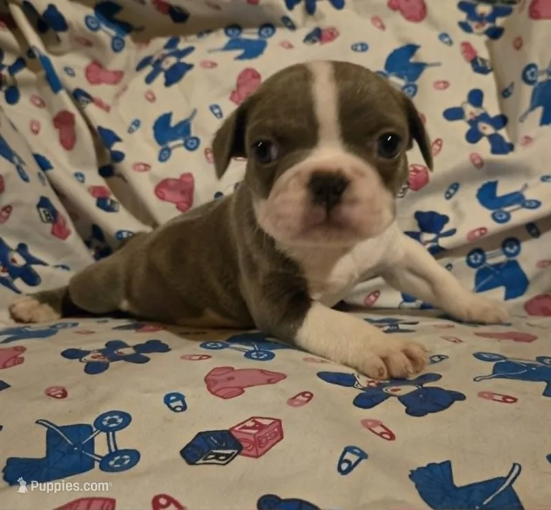 Sparky – French Bulldog puppy for sale in Cumberland, MD