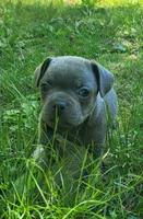 LIL GIRL 3, a female Frenchton for sale in Cumberland, MD – 2 of 8