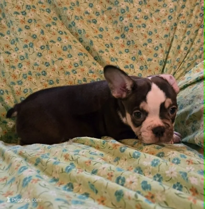 Undeniably Handsome – French Bulldog puppy for sale in Cumberland, MD