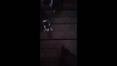 ROBIN HOOD, a male Frenchton for sale in Cumberland, MD – 6 of 6