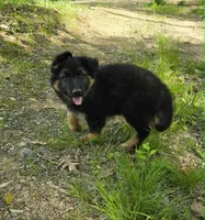 PLUSH BOY 2 , a male German Shepherd Dog for sale in Cumberland, MD – 3 of 10