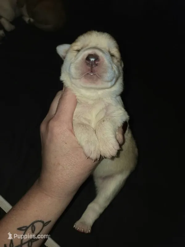 FEMALE 5 – German Shepherd Dog, Great Pyrenees puppy for sale in Cumberland, MD