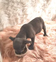 ESMERELDA, a female Frenchton for sale in Cumberland, MD – 4 of 9