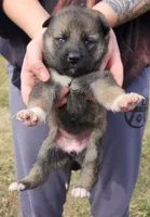 Shepherd Husky FEMALE 2, a female German Shepherd Dog and Siberian Husky for sale in Cumberland, MD – Photo 3 of 3