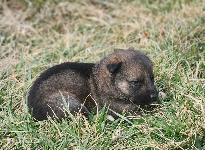 Shepherd Husky FEMALE 2 – German Shepherd Dog, Siberian Husky puppy for sale in Cumberland, MD