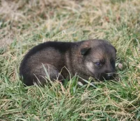 Shepherd Husky FEMALE 2, a female German Shepherd Dog and Siberian Husky for sale in Cumberland, MD – Photo 2 of 3