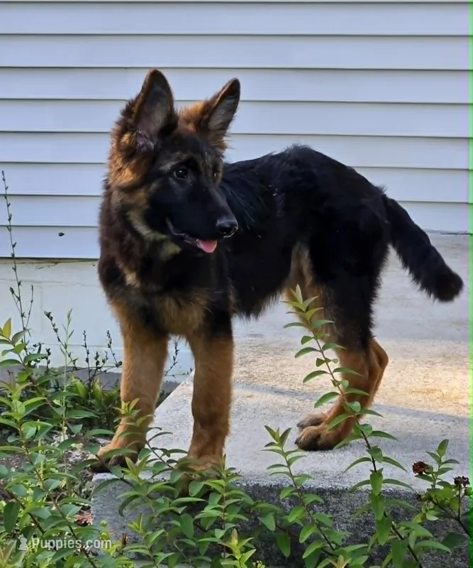 Cotton  – German Shepherd Dog puppy for sale in Cumberland, MD