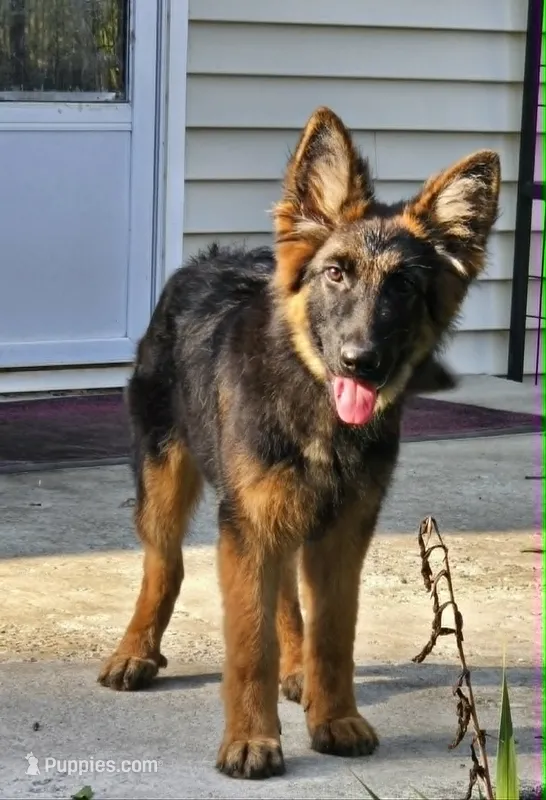 Cotton  – German Shepherd Dog puppy for sale in Cumberland, MD